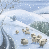 Christmas Card - Winter sheep (pack of 10)