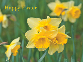 Easter Cards - 10. Easter Daffodils