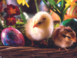 Easter Cards - 7. Easter Chicks and Eggs (Pack of 6 cards)