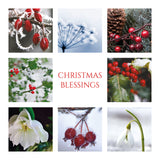 Christmas Card - Winter flora (pack of 10)