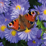 Everyday cards - Butterflies (Pack of 6 cards, 3 of each design)