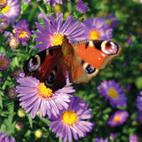Everyday cards - Butterflies (Pack of 6 cards, 3 of each design)