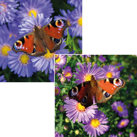 Everyday cards - Butterflies (Pack of 6 cards, 3 of each design)